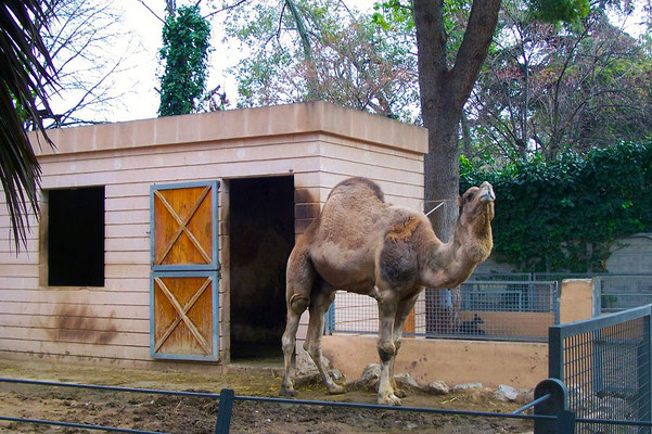Dromedarios en el zoológico de Valencia  cerrado en 2007. 