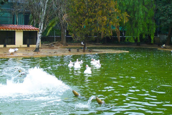 Entre las especies que se pueden encontrar, destacan el ánade real (conocido también como pato) y otras especies que se han adaptado a la zona. 