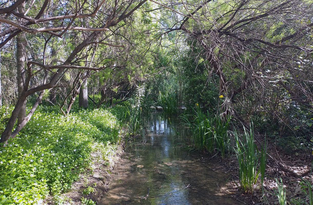 El parque cuanta con un gran suministro de agua  lo que hace que tenga una vegetación exuberante.