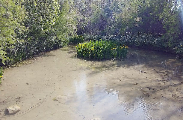 Es el parque más natural y salvaje que podemos encontrar en la Ciudad de Valencia.