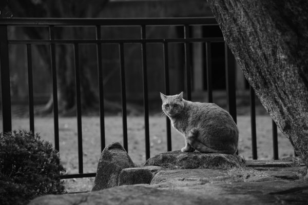 原爆ドームに住みつく猫