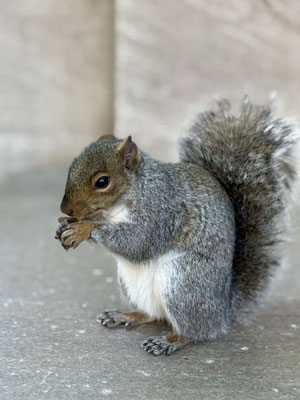 Squirrel -