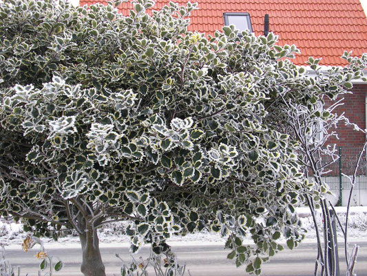 Eiskristalle am Straßenrand / Hafenstraße Norderney