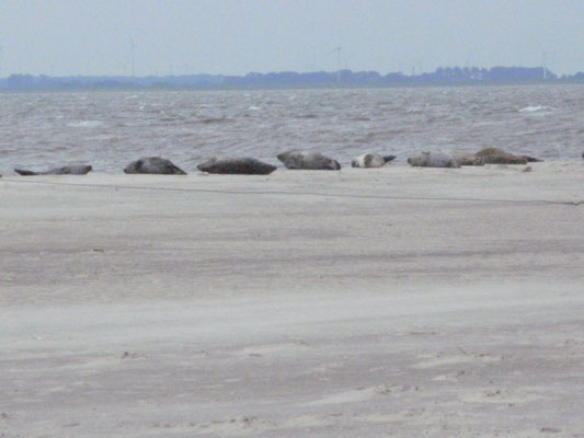 Seehundbank am Inselende Norderneys