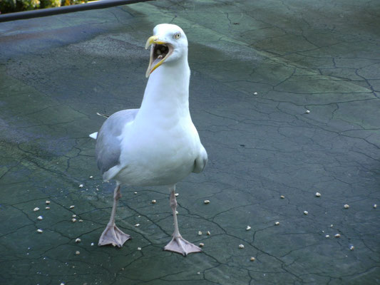 Achtung Raubvogel - Möwe frisst Kellogg´s Honeysmacks (geklaut vom Frühstückstisch des Nachbarn)