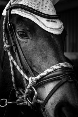 Verein Familie Tiere Pferd