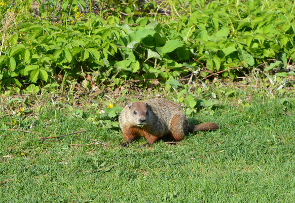 Un animal curieux rencontré avant notre départ… une marmotte !