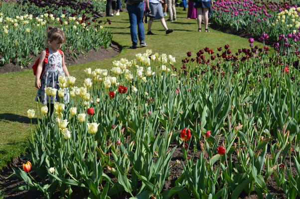 Les célèbres tulipes d'Ottawa