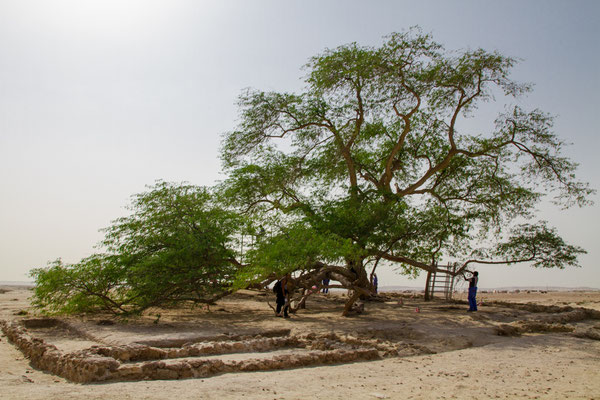 Tree of Life - Bahrain