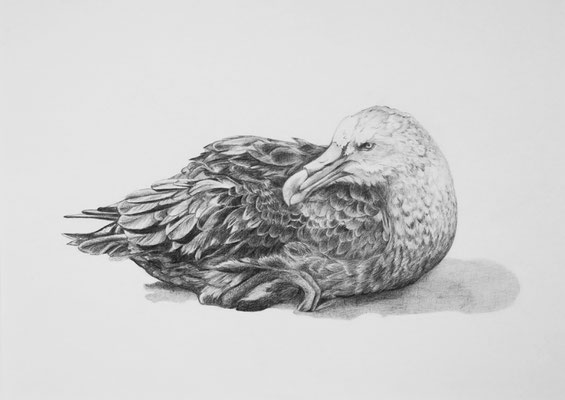 Riesensturmvogel, DIN A3, schwarzer Buntstift auf Papier (2020)
