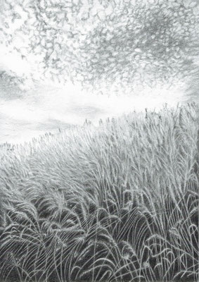 Wind im Kornfeld, schwarzer Farbstift auf Papier, DIN A4 (2022)