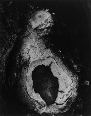 Penguin Knothole, Ipswich, Mass (CX-23), 1960