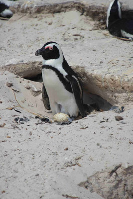 Boulders Beach Penguin Colony