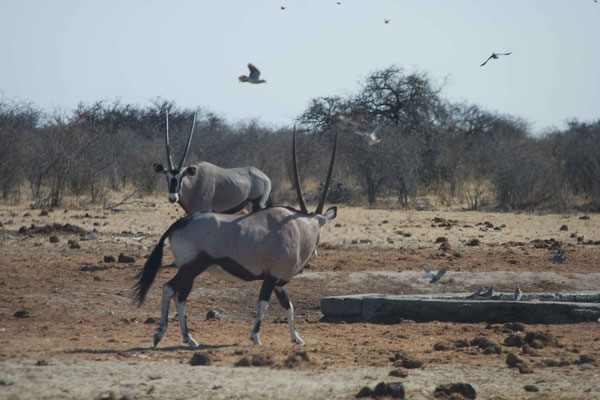 Oryx. Sooo majestätisch. Ich bin wirklich faszinierd von ihnen, kein Wunder, dass Namibia die Oryxe in seinem Wappen hat.