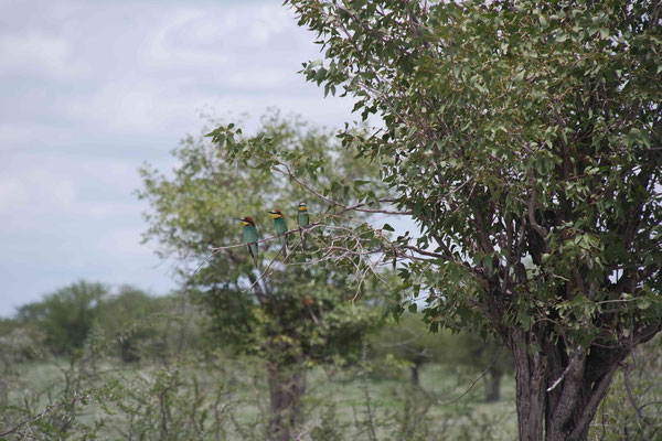 Bee-eater - Bienenfresser
