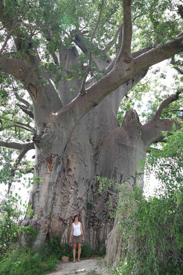 Giant Baobab, und nicht ganz so giant Mum ;-)
