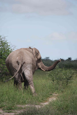 Elephant - Elefant / Ass-Shot