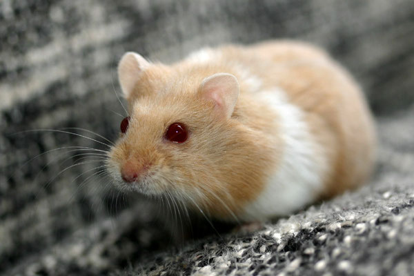 Dark Beige Mottled
