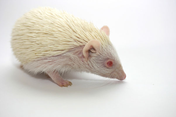 Weißbauchigel - Albino