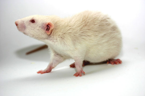 Farbratte - Albino Dumbo Rex
