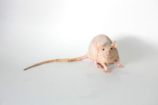 Farbratte - Sphynx