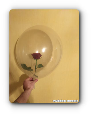 Echte Rose in einem Luftballon