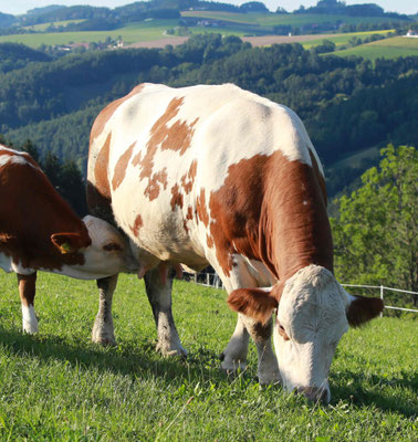 Flocke und ihr Kalb Susi auf der Weide, Susi nascht etwas Milch