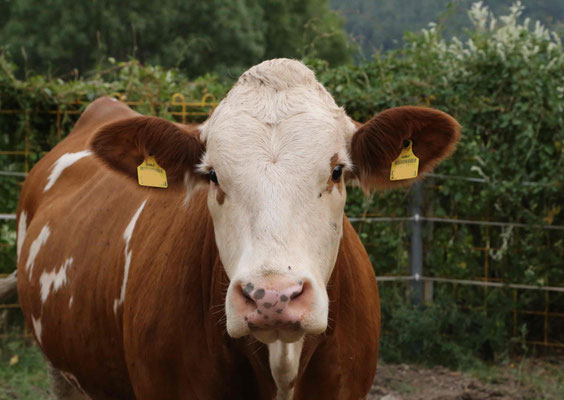 Rosi blickt aufmerksam in die Kamera