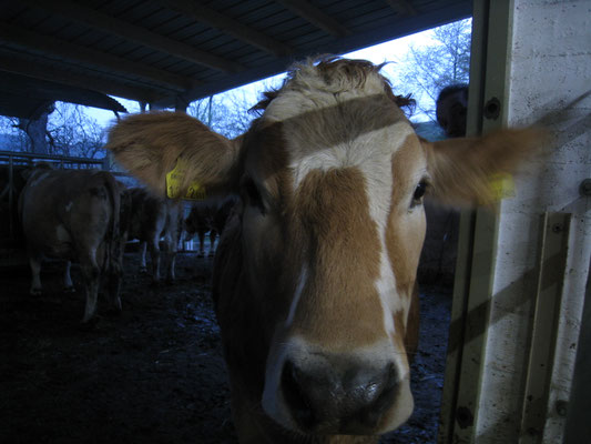 Flora, als Teenager, im Stall, im Hintergrund sind andere Tiere aus der Herde