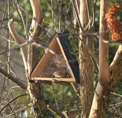 Feldsperling am Futterhaus