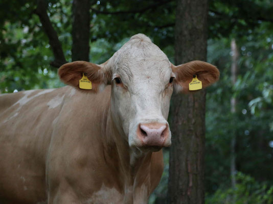 Lotte steht im Wald und blickt zur Kamera
