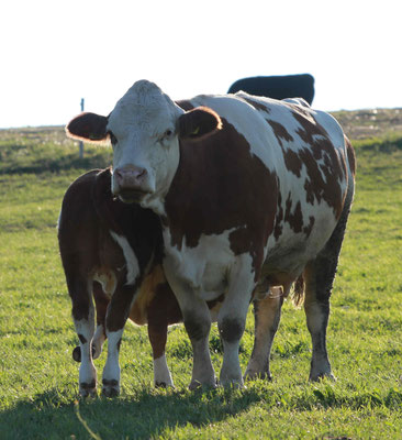 Flocke mit ihrem Kalb auf der Weide. Das Kalb ist gerade dabei Milch zu trinken.