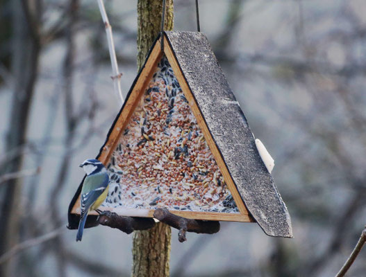 Blaumeise am Futterhaus