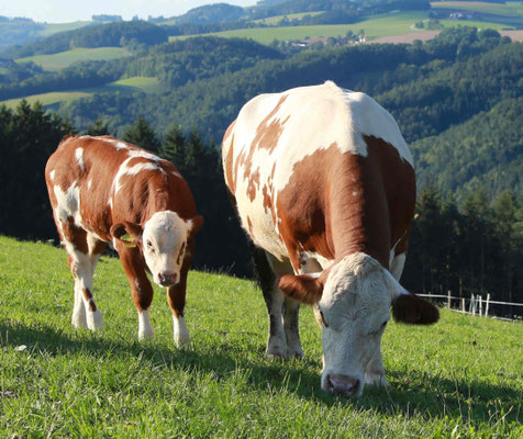 Flocke und ihr Kalb Susi auf der Weide, beide genießen die Sonne