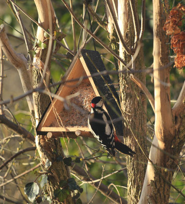 Buntspecht am Futterhaus
