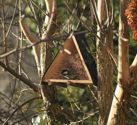 Tannenmeise am Futterhaus