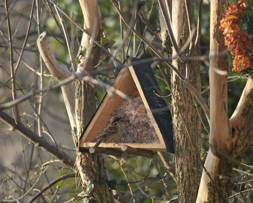 Feldsperling am Futterhaus