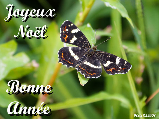 "Papillon aux trois couleurs"  pour présenter les voeux de Dominique