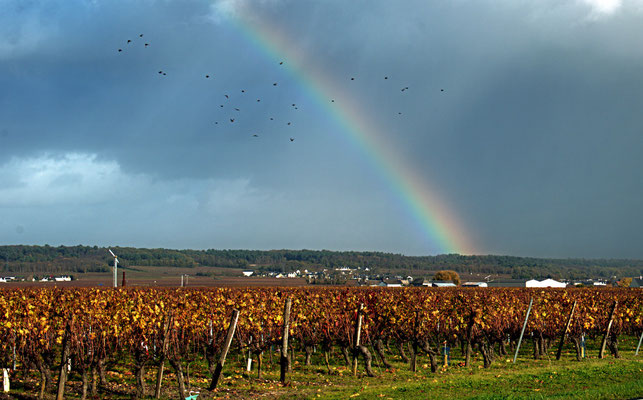 "Arc-en-ciel sur les vignes de Bourgueil"  cliché réalisé par  Élisa 