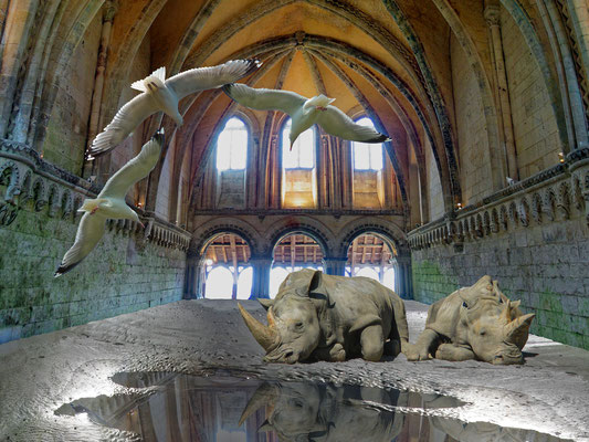 "Objectif rhinocéros"   clichés et photomontage réalisés par  Joël