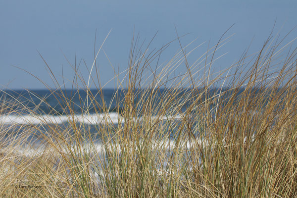 Ostseestrand