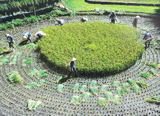 自由部門　銀賞　収穫　収穫