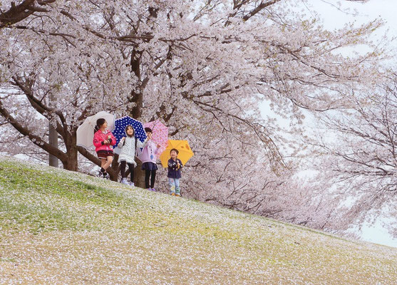 １席　みんなで花見　山野一郎