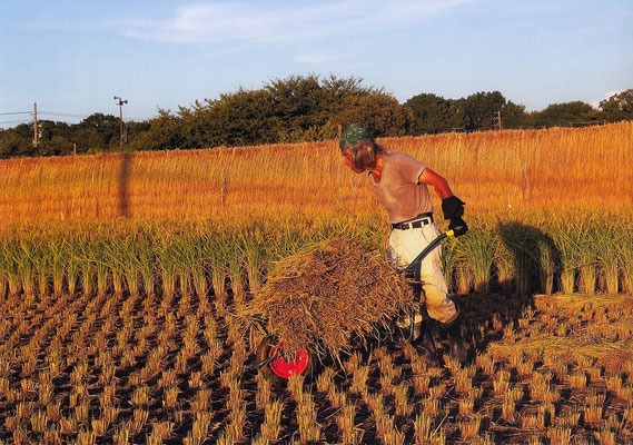 秋　準特選　実りの秋　土山靖雄