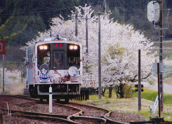 ２席　満開の桜と桜電車　喜多哲義
