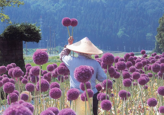 夏　佳作　収穫　朝倉美津子