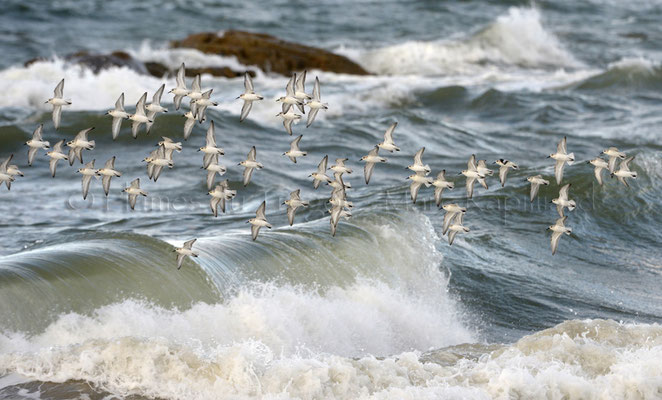 Bécasseaux sanderlings