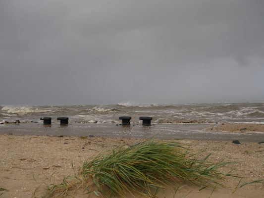 Der Strandhafer beugt sich im Wind