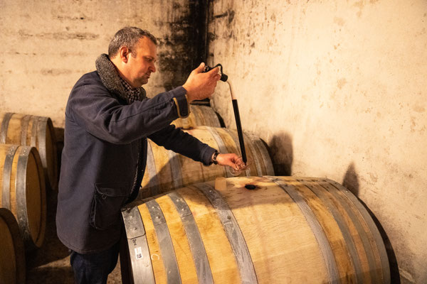 Bild: Vignobles Chasson, Château Blanc, Roussillon - Im Barrique-Keller 