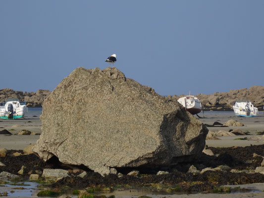 Bild: Plougrescant, Bretagne  